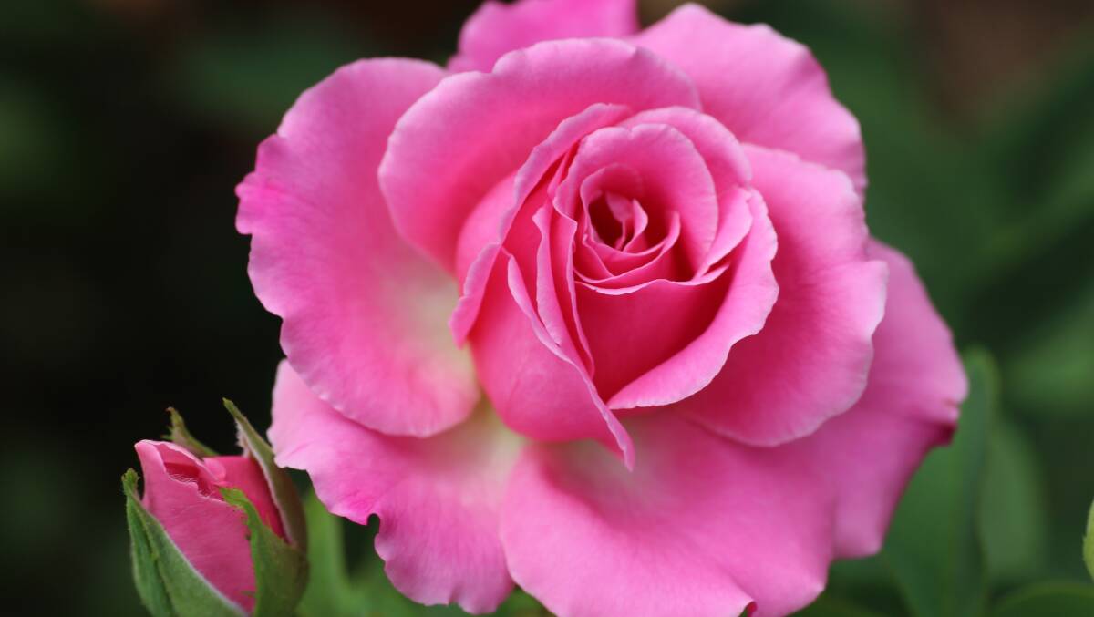 Pink burst: The 'Best Friend' rose, a hybrid tea rose, is the Southern Highlands Regional Rose Society's signature rose. Photo: supplied