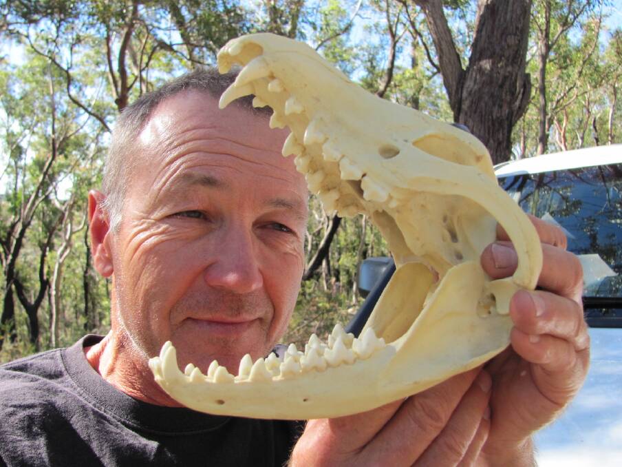 THE TOOTH IS OUT THERE: Michael Williams peers through the jaws of a foe he has sought for nearly two decades. He is working to prove the Tasmanian tiger's survival. 