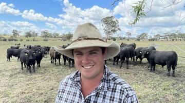 Ben Whelan, Liston Cattle Co, with a mob of Glenmorgan bulls purchased as part of the stud's dispersal. These genetics will help infuse a commercial herd of Ultrablacks with true foundation phenotype and do-ability for the New England.