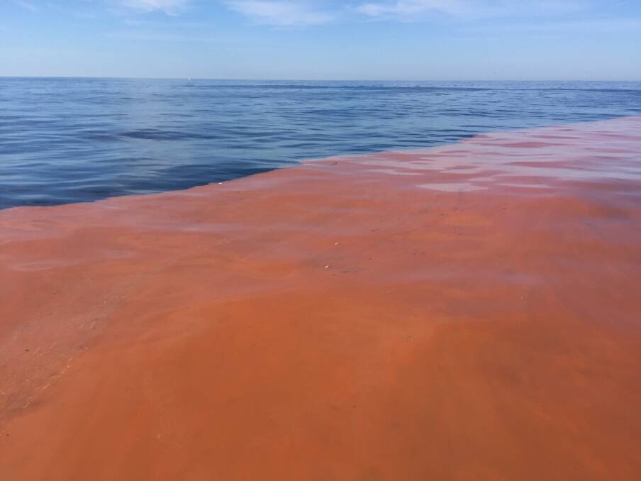 South Coast red tide is algae that turns bright blue at night, Southern  Highland News