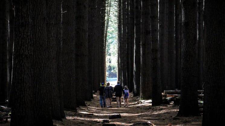 The once-iconic Sugar Pine Walk