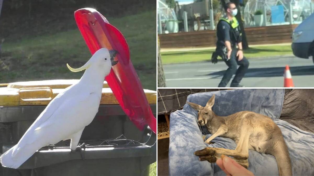 What do a dancing cop, a gassy kangaroo and some clever cockatoos have in common?