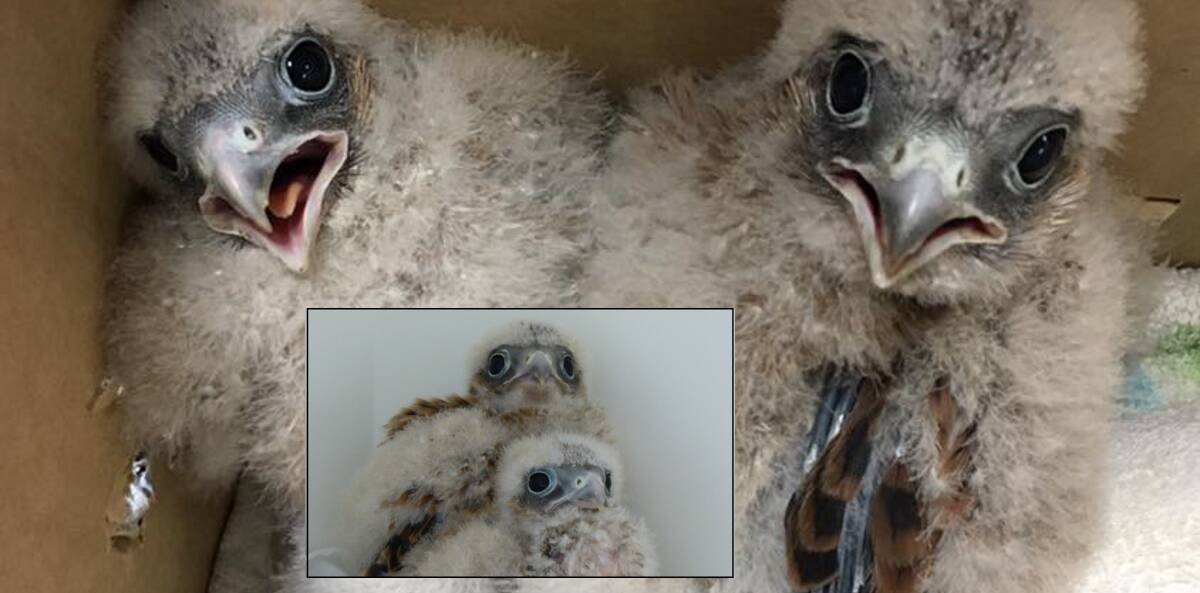 SAVED: The distressed and dehydrated peregrine falcon chicks soon after their rescue, and (inset) a day later looking much better. Photos: supplied