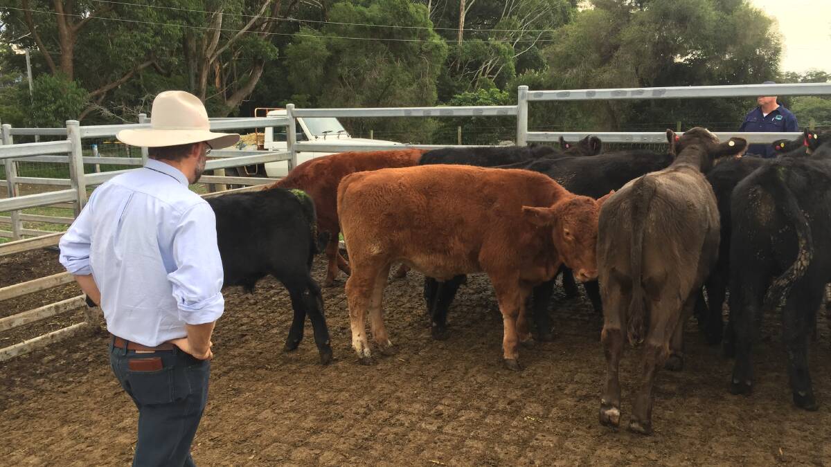 Judge Alastair Rayner with some of the entries in this year's South Coast Beef School Steer Spectacular.