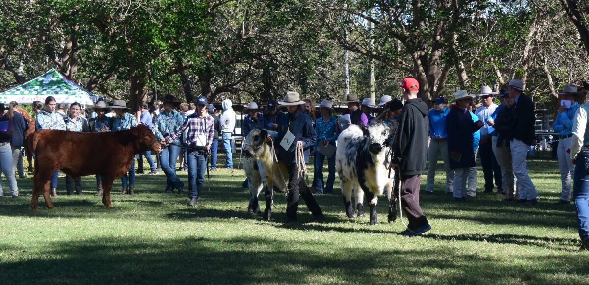 GOING AHEAD: The South Coast Beef School Steer Spectacular will be held this Wednesday, May 5 at the Nowra Showground.