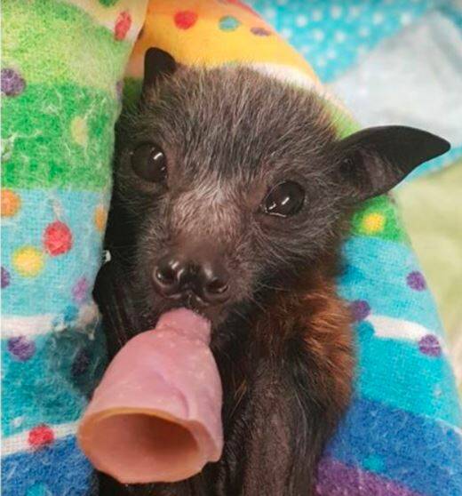 RESCUED: A young flying-fox pup rescued by Wildlife Rescue South Coast (WRSC).