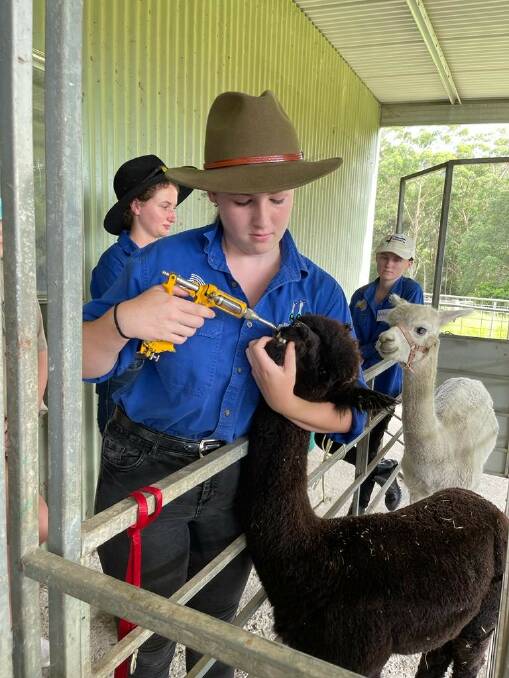 SKILLS: Alpaca enthusiast Grace learns the art of drenching livestock.
