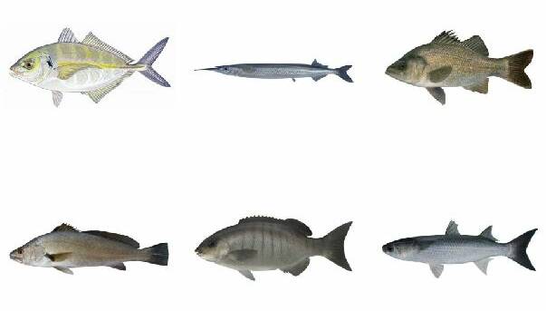  Environment Protection Agency (EPA) released precautionary dietary advice for six fish species caught in Currambene Creek with raised PFAS levels (clockwise from top left) silver trevally, eastern sea garfish,  estuary perch,  sea mullet, luderick (blackfish) and mulloway (Jewfish). Images Department of Primary Industries (DPI).
