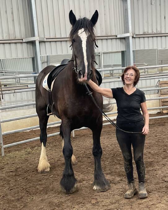 READY TO GO: Owner Helene Scarf, of The Cedars Shire Horse Stud at Barranca in Kangaroo Valley, with Cedars Stormy George.