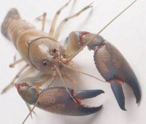 The common yabby (Cherax destructor) is the best known of the freshwater crayfish species native to Australia.