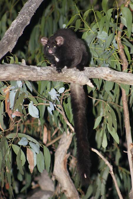 A Greater Glider snapped in its usual habitat. Photo courtesy Peter Smith. 