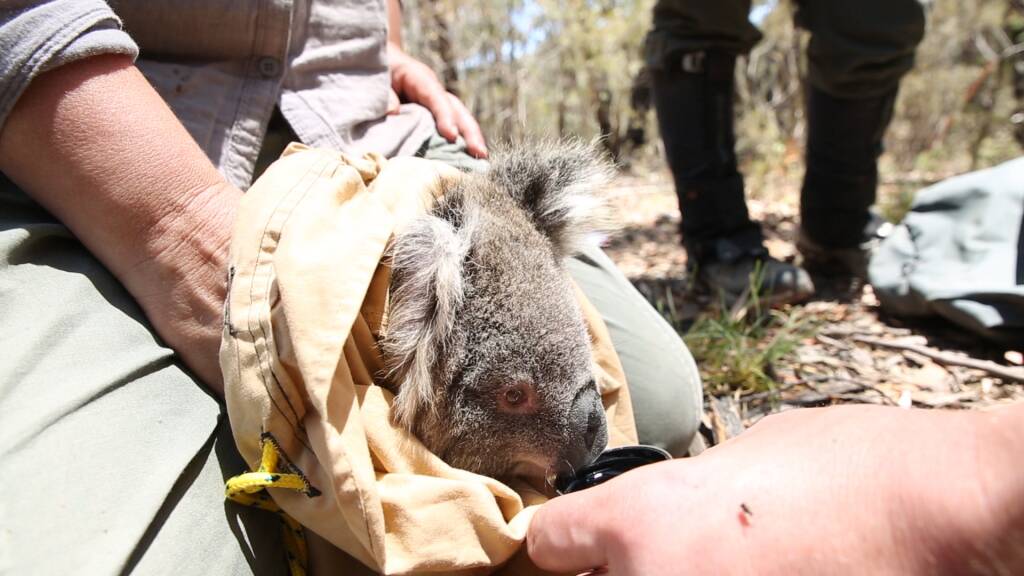 Rescue: A koala given water after capture. Photo: Kath Davis
