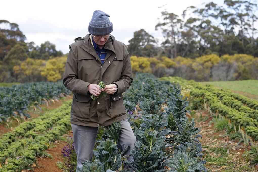 From the Earth: Horticulturist Phil Lavers looks over his kale crop at Moonacres Farm in Fitzroy Falls. Photo: Olivia Ralph