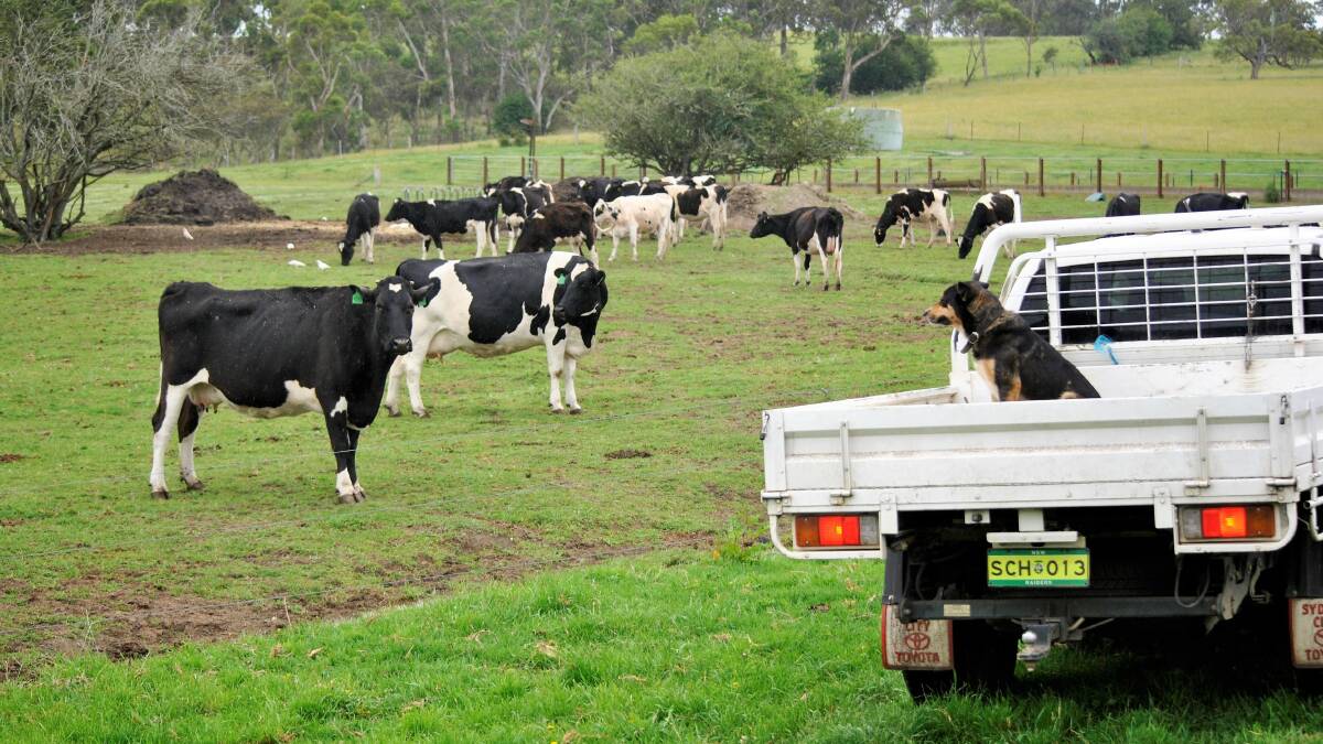 Milk levy flows to farmers