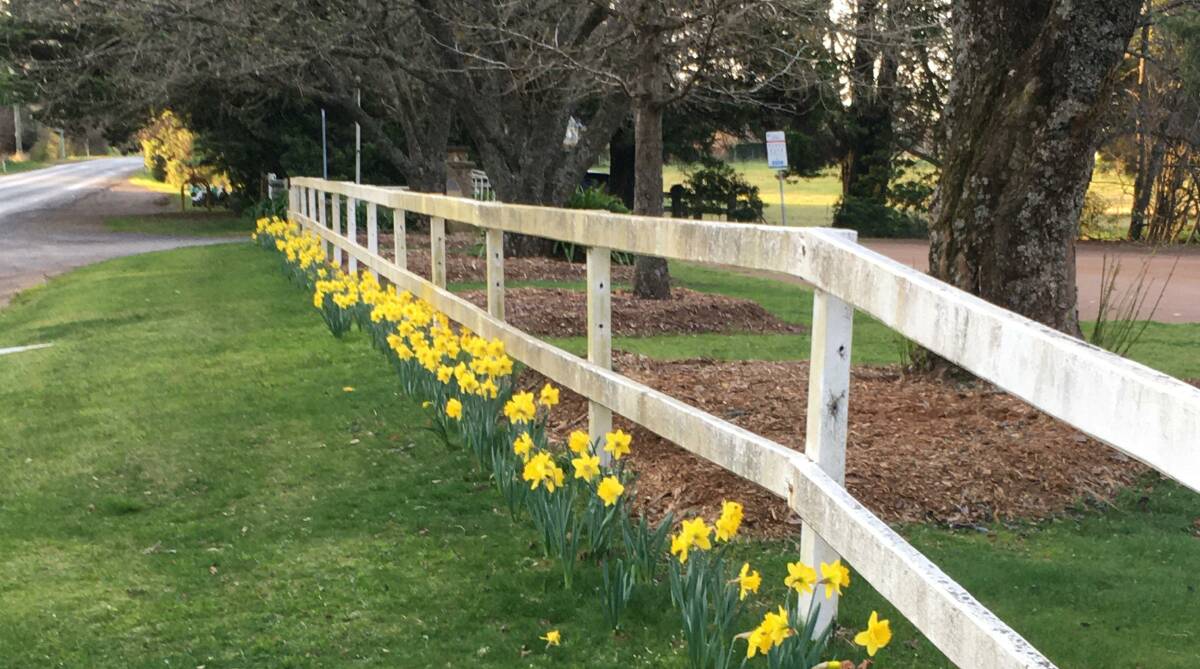 Bathed in yellow: Some of last year's Daffodils in Exeter with a further 700 bulbs planted this year. Picture: supplied. 