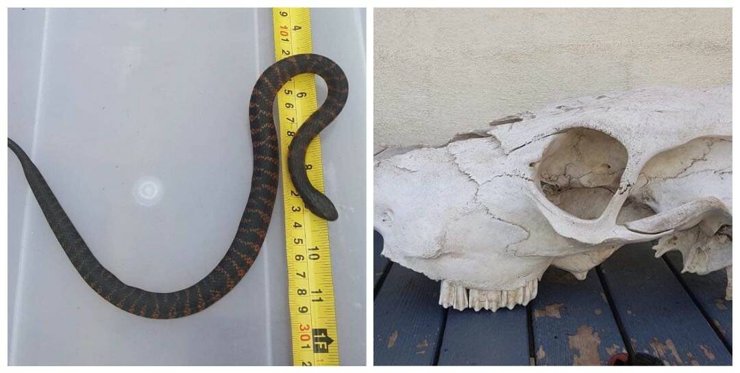 Slippery little sucker: It took five and a hlaf hours to find the juvenile tiger snake hiding in the car. Pictures: Native Wildlife Rescue Facebook page
