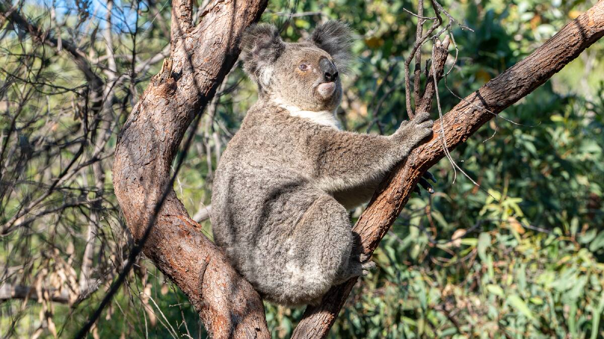 A koala on the popular Forts Walk on Magnetic Island.