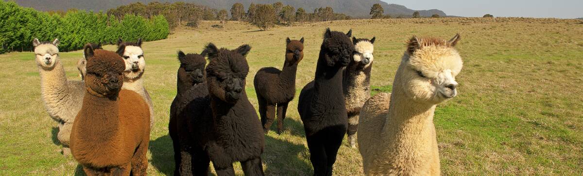 ALPACA FIBRE: Australia has orders from China for alpaca fibre.