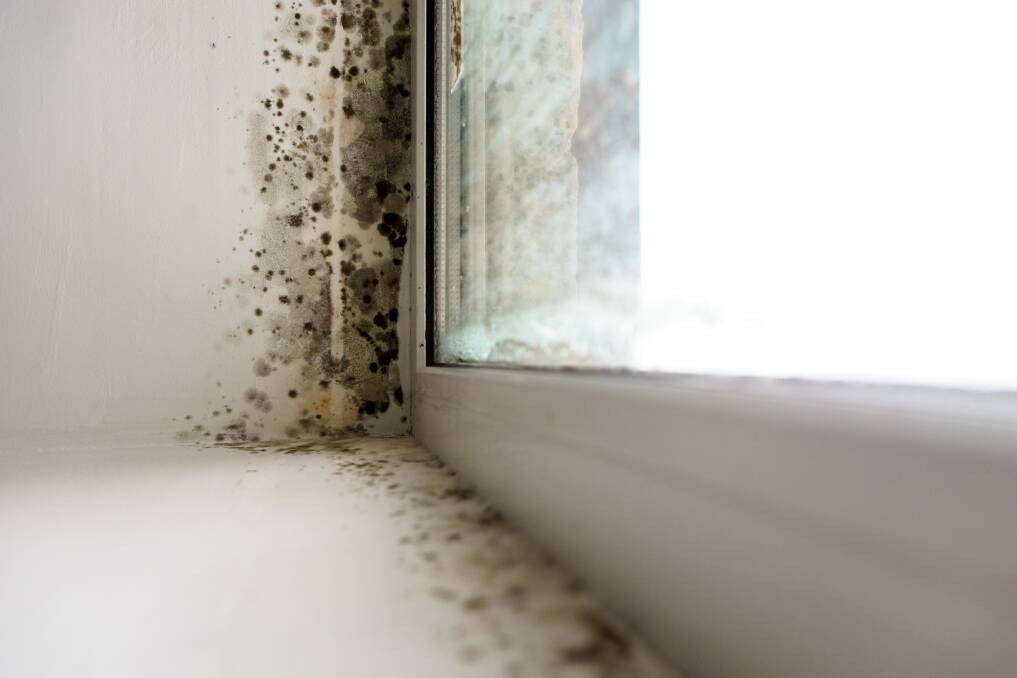 SEASONAL REMINDER: Now is the time to look out for mould and rot. 