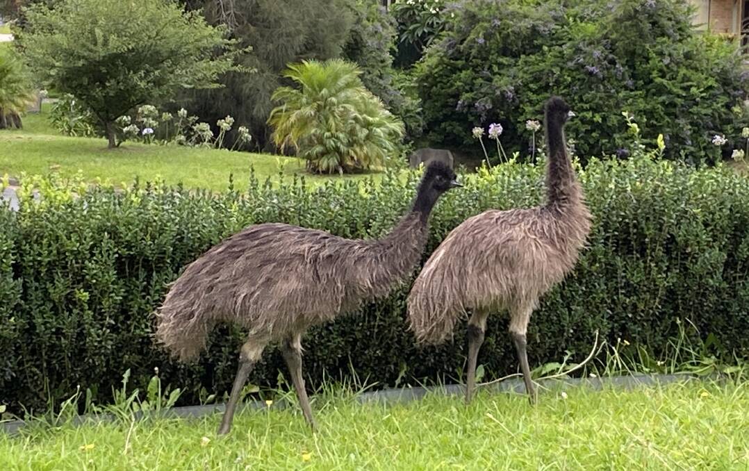 Sad end for plucky runaway emus of coastal suburb