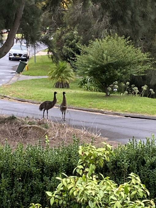 Sad end for plucky runaway emus of coastal suburb