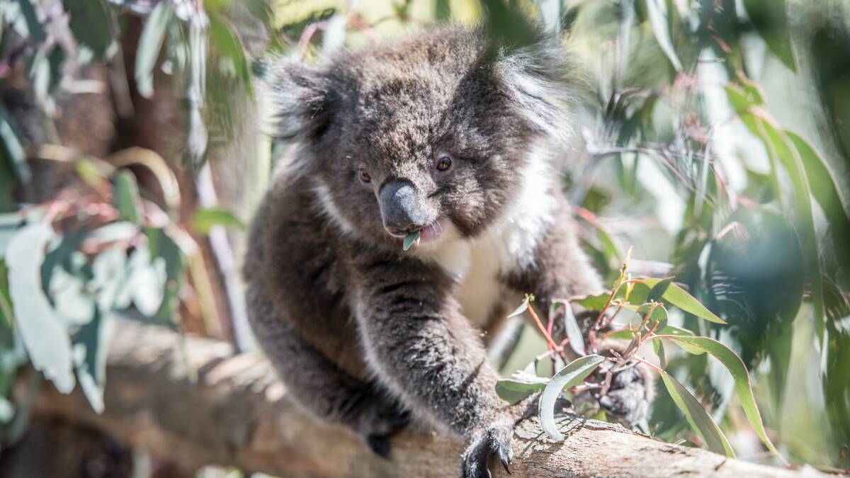 Koala protections are far from being the biggest threats to rural prosperity. Picture: Karleen Minney
