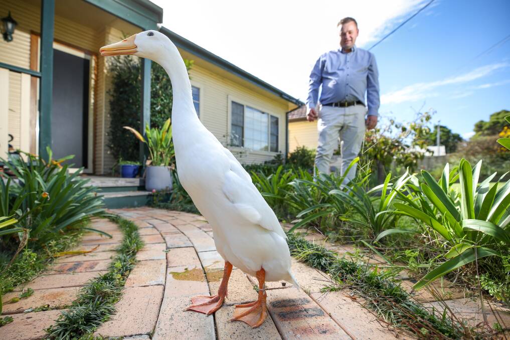 Dapto duck and 2021 Royal Sydney Easter Show grand champion, Ferdinand, with Danny Benn. File picture by Adam McLean