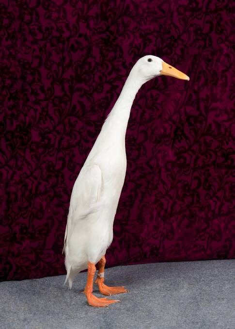 Flossi, the Royal Sydney Easter Show's 2024 Grand Champion Waterfowl. Supplied picture by Cathy Newton