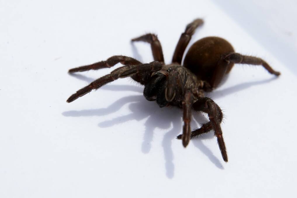 A female funnel-web spider. File picture by Jonathan Carroll