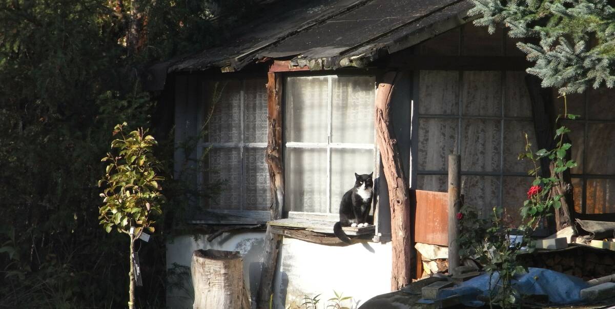 
SUN TRAP: A little old house with a secluded backyard is such a safe place to catch a bit of sun, isn't it?... Or is it? Photo: Barbara Goodfellow