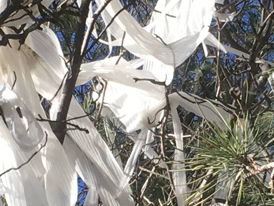 Plastic tangled in a tree on Chris Hurditch's property. Photo: supplied.