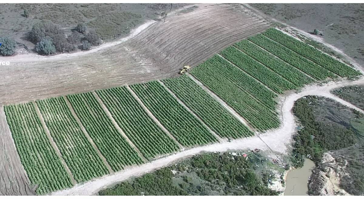 Bevendale tobacco crop seen from the air. Photo: NSW Police