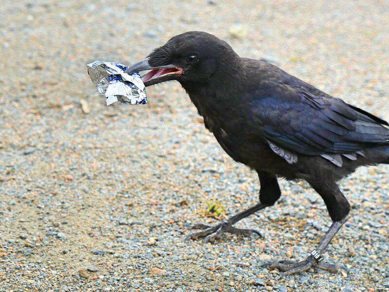 BIRD BRAINY: A “Feathered Duster” on the job, picking up small bits of trash and cigarette butts, to put into special bins that reward the birds with little food treats. Photo: Puy du Fou.