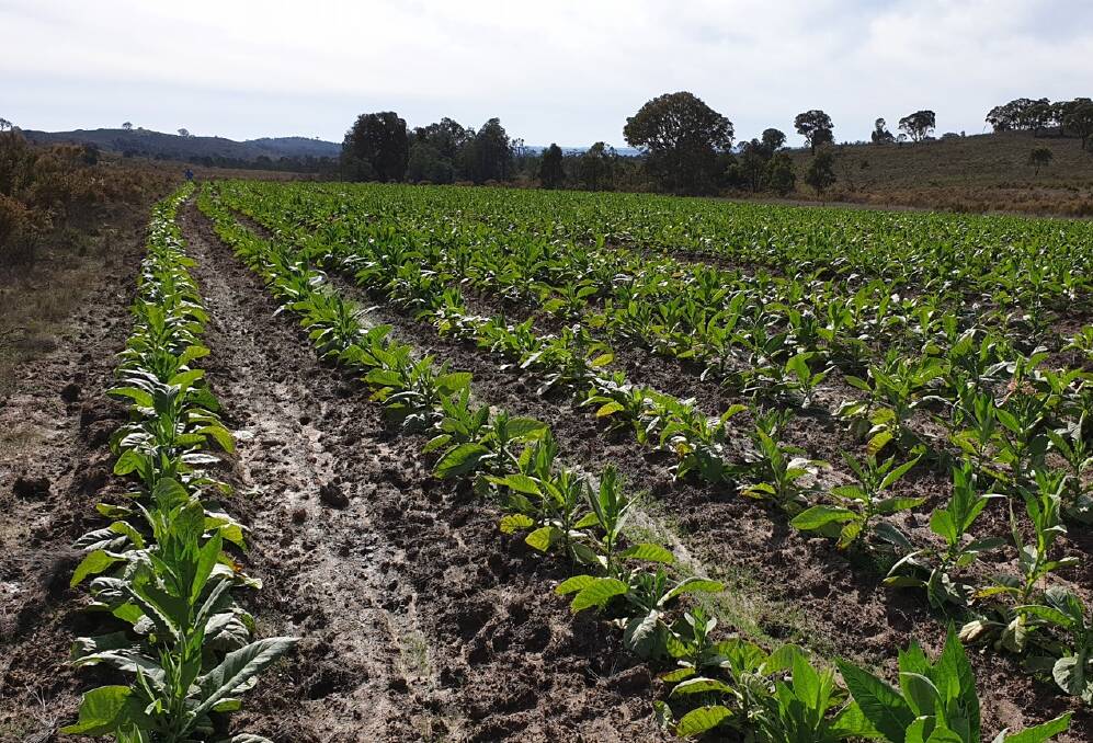 The tobacco crop at Bevendale seized on Thursday, May 7. Photo: NSW Police 