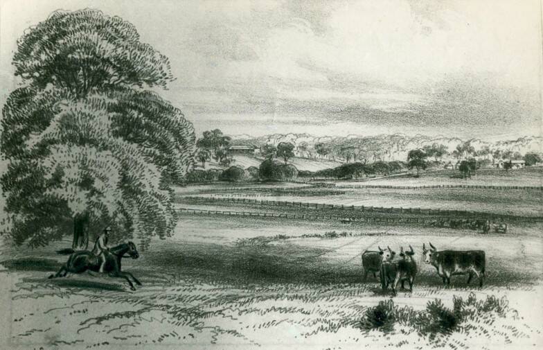 THRIVING: Early sketch of cattle grazing at Throsby Park, Bong Bong. Photo: BDH&FHS.