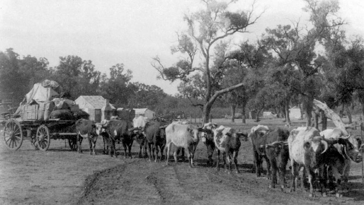 ON THE MOVE: A typical 1860s bullock team with loaded dray, this one at Joadja. Photo: BDH&FHS 