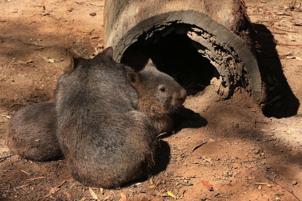Wombat homes are at the centre of the battle with Frensham, which intends to build bush cabins in the Lower Holt. Photo: file