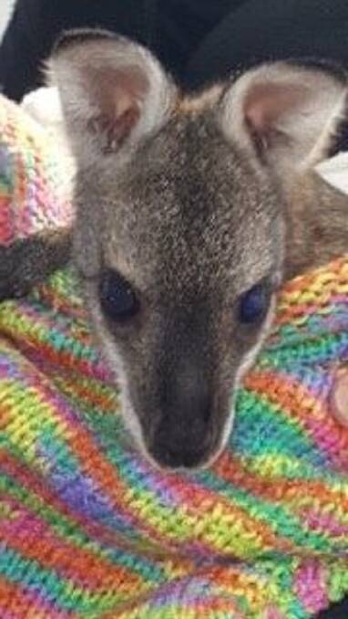 CREATURE COMFORTS: One long-term CWA environment activity is the making of pouches for the care of orphaned and injured wildlife by Moss Vale branch.