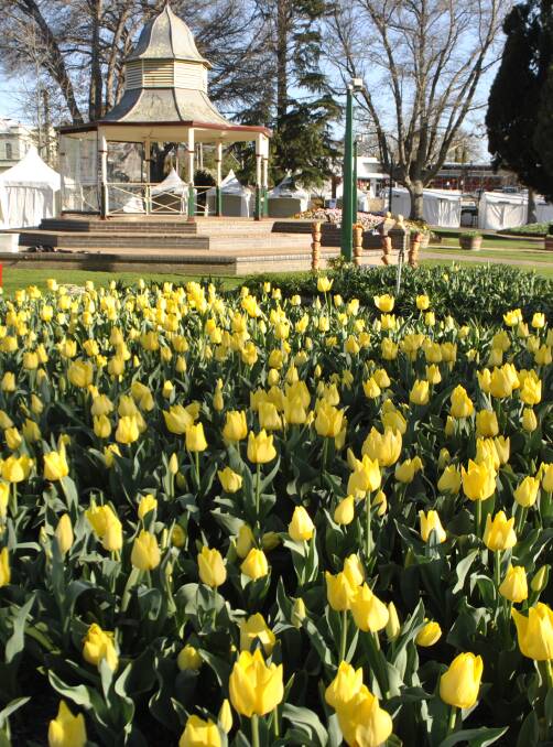 PRETTY AS A PICTURE: Corbett Gardens is alive with glorious colour for the 58th Tulip Time Festival.