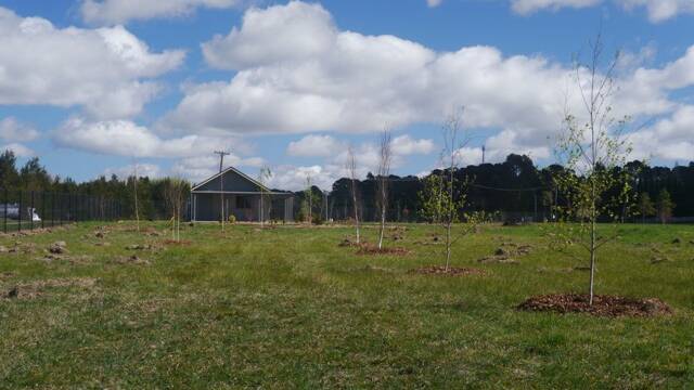 The birch grove when it was freshly planted in September 2013.