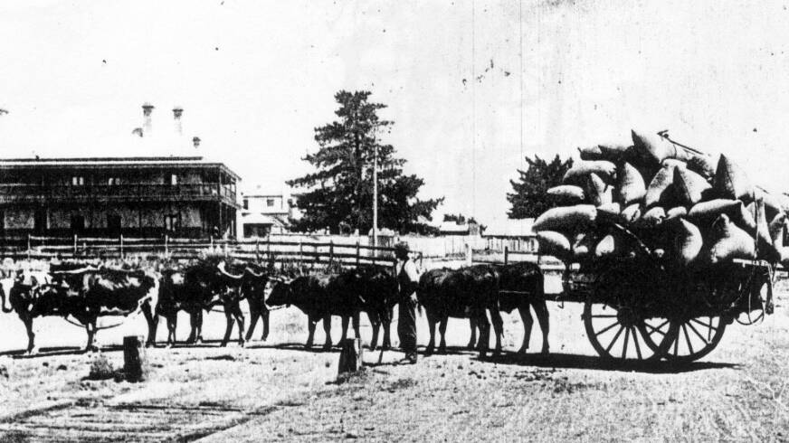 STILL STANDING: Beyond the bullock team in this early view of Bowral is the Royal Hotel, the 1890 fire reaching to its back premises. Photo: BDH&FHS.