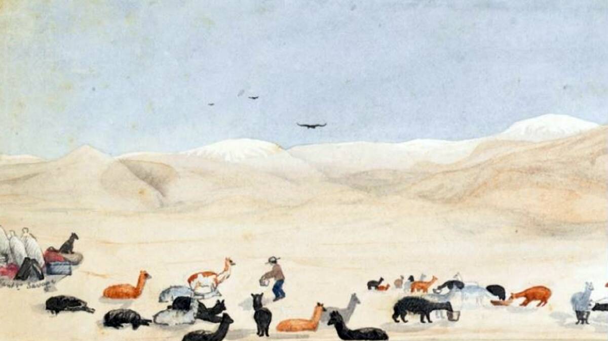 LONG TREK: Another of the sketches by Ledgers shepherd, Santiago Savage, depicting the alpacas and llamas in 1859. Image: Mitchell Library.