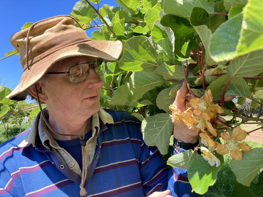 Phil Lavers inspects what he hopes will be his first crop of kiwi fruit. Photo: Michelle Haines Thomas