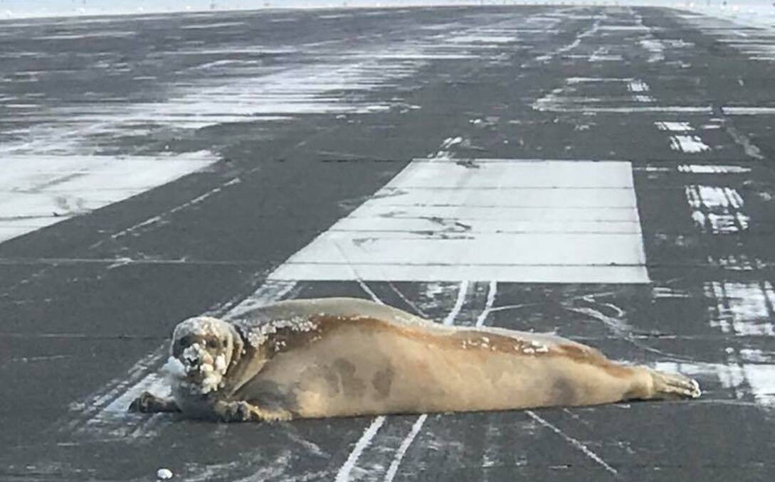 SUNBAKING: This bloke just wanted a doze away from the constant snow, but officials at Alaska’s Utqiagvik airport had different ideas. Photo: Alaska Department of Transport.