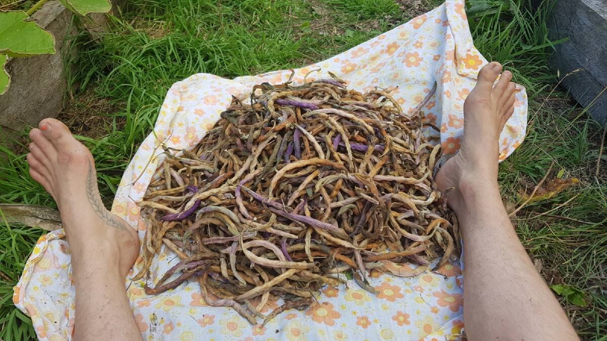 Growing purple bush beans for drying. Pictures: Hannah Moloney. 