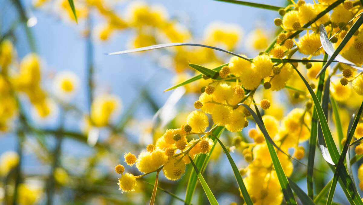 As wattle comes into flower it is often mistakenly accused of causing hay fever in spring, but allergy tests rarely confirm wattle as the culprit. Picture: Shutterstock