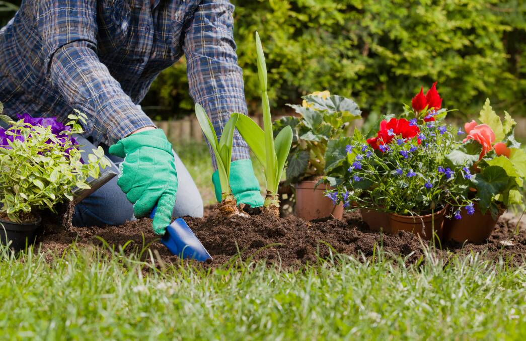 March is the perfect time be planting perennials, dividing clumps and taking cuttings to increase plant numbers. Picture: Shutterstock.