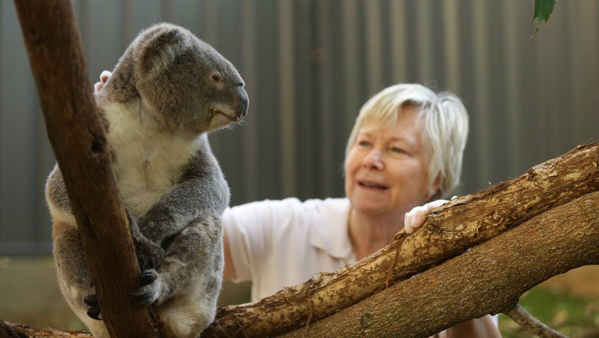 Senior carer Marion Land with koala Glen "Steve" Martin at Port Stephens Koala Sanctuary.