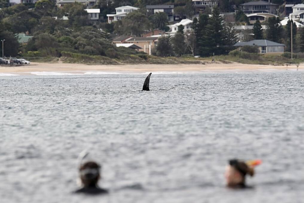 A whale rests in waters off McCauleys Beach in Thirroul on Tuesday afternoon. Photo: Adam McLean
