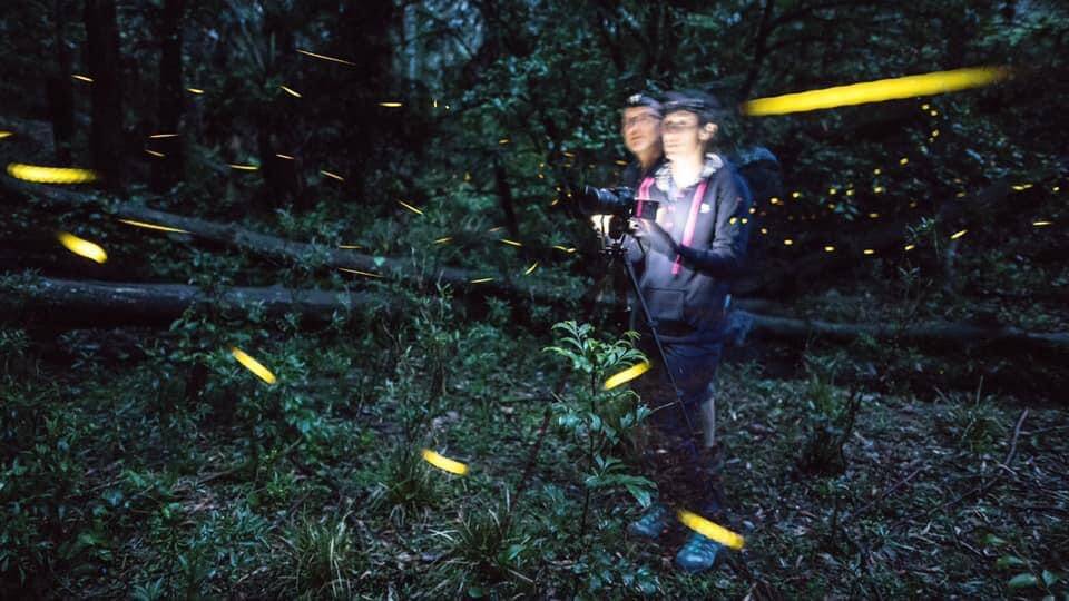 Two people walk through Macquarie Pass National Park to see the fireflies. Picture supplied